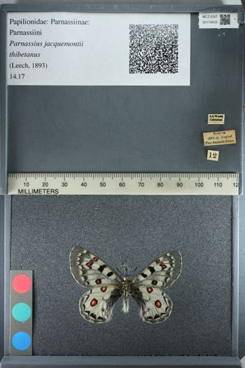 Media type: image;   Entomology 174633